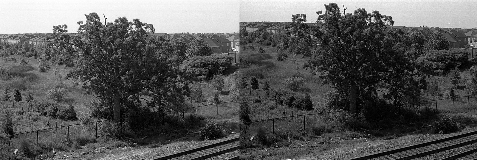 An old tree next to railroad tracks